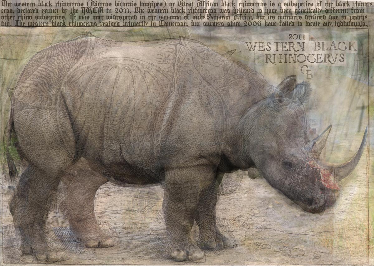 western black rhinoceros anatomy